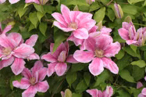 Sự thật về loài hoa đẹp mang tên ông lão gây sốt