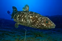 Phát hiện cá cổ đại to như người thở bằng phổi 