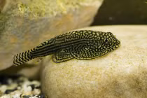 Khám phá bất ngờ về “báo đốm” thế giới cá cảnh