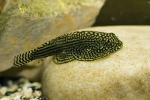 Khám phá bất ngờ về “báo đốm” thế giới cá cảnh