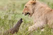 Kết quả bất ngờ cuộc chiến lì lợm giữa cầy mangut và bầy sư tử