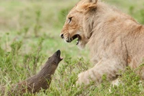 Kết quả bất ngờ cuộc chiến lì lợm giữa cầy mangut và bầy sư tử