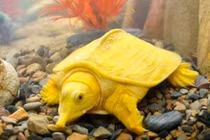 Đổ xô đi xem ba ba màu vàng quý hiếm, nhiều người ngỏ ý trả giá cao