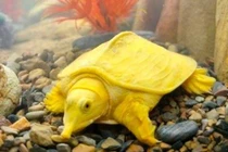 Đổ xô đi xem ba ba màu vàng quý hiếm, nhiều người ngỏ ý trả giá cao