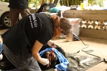 Vĩnh Phúc: Hai gấu ngựa "về nhà mới" sau 20 năm bị nuôi nhốt