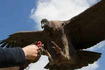 Một ngày tại nơi huấn luyện chim săn mồi lớn nhất thế giới