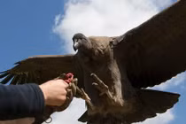 Một ngày tại nơi huấn luyện chim săn mồi lớn nhất thế giới