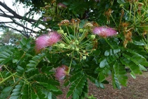 Điều hay ít ai biết về cây còng độc đáo có ở VN