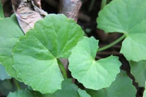 Khám phá bất ngờ về cây cây rau má