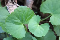 Khám phá bất ngờ về cây cây rau má