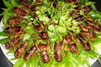 Khám phá ai cũng bất ngờ về loài dế mèn quen thuộc