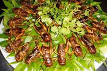 Khám phá ai cũng bất ngờ về loài dế mèn quen thuộc