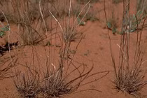 Giải mã về loại cỏ có khả năng “chết đi sống lại”