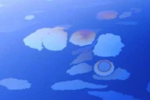 Hiện tượng lạ: Thực vật phù du xuất hiện trên vết loang dầu