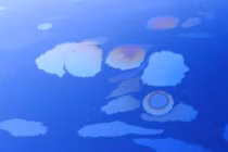 Hiện tượng lạ: Thực vật phù du xuất hiện trên vết loang dầu