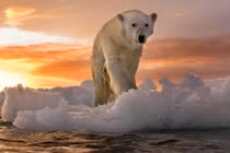 Tuyên bố sốc: Gấu Bắc Cực có thể biến mất vào cuối thế kỷ này