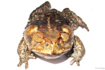 Hòn đảo kỳ lạ do loài cóc mù thống trị 