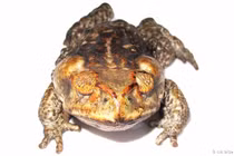 Hòn đảo kỳ lạ do loài cóc mù thống trị 