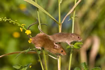 "Điểm" 3 loài chuột thường gặp nhất ở Việt Nam 