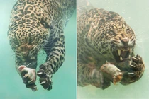 Báo đốm săn mồi dưới nước dữ tợn lại khiến dân mạng cười sặc