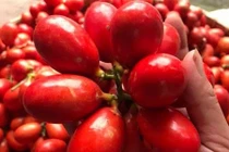 Điều thú vị về quả máu độc lạ, đặc biệt ở Quảng Ninh
