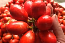 Điều thú vị về quả máu độc lạ, đặc biệt ở Quảng Ninh