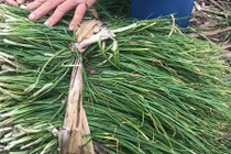 Khám phá thú vị về cây ném, trồng nhiều ở Huế