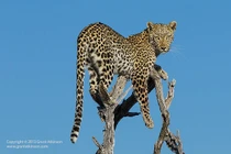 Ảnh động vật: Báo đốm hung dữ run rẩy trên ngọn cây vì sợ bầy chó hoang 