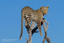 Ảnh động vật: Báo đốm hung dữ run rẩy trên ngọn cây vì sợ bầy chó hoang 