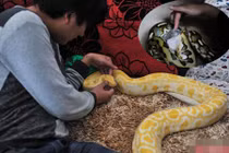 Thanh niên sinh hoạt với 25 con trăn suốt 10 năm