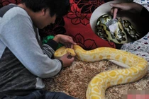 Thanh niên sinh hoạt với 25 con trăn suốt 10 năm