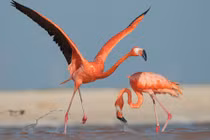 5 loài động vật "biến thái", rất thích quan hệ đồng tính