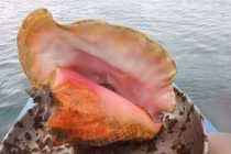 "Soi" loài ốc biển đẹp lộng lẫy, quý hiếm ở Việt Nam