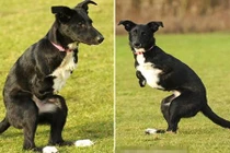 Cô chó đặc biệt luôn nghĩ mình là... kangaroo