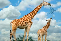 Những khám phá gây sốc về loài hươu cao cổ