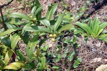 Những điều kỳ lạ cây thùn mùn mọc hoang ở Việt Nam