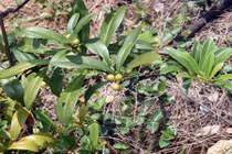 Những điều kỳ lạ cây thùn mùn mọc hoang ở Việt Nam