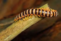 Tất tần tật về loài cuốn chiếu có mùi thơm ngọt như kẹo