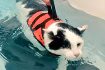 Tuyệt chiêu giúp mèo béo ú đạt thân hình mi nhon gợi cảm