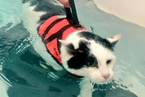 Tuyệt chiêu giúp mèo béo ú đạt thân hình mi nhon gợi cảm