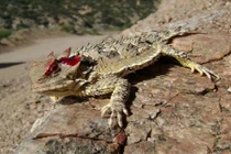 Sốc với những hành vi kỳ lạ của động vật (2)