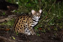 Sự thật gây ngạc nhiên về loài mèo rừng ít ai biết