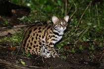 Sự thật gây ngạc nhiên về loài mèo rừng ít ai biết