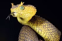 Điểm danh những loài bò sát khiến con người sởn gai ốc