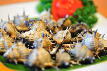 Khám phá loài ốc có gai tua tủa, nổi tiếng Phú Quốc