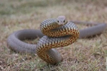 Bí mật loài rắn nhìn "hiền", nhưng độc thứ 2 trên thế giới 