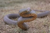 Bí mật loài rắn nhìn "hiền", nhưng độc thứ 2 trên thế giới 