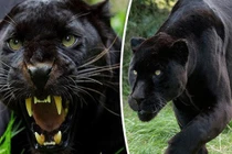 Báo đen nghi xuất hiện tại Đồng Nai quý hiếm cỡ nào?