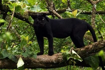 Thực hư thông tin báo đen gần 100kg xuất hiện tại Đồng Nai