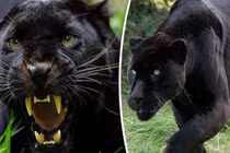 Báo đen nghi xuất hiện tại Đồng Nai quý hiếm cỡ nào?